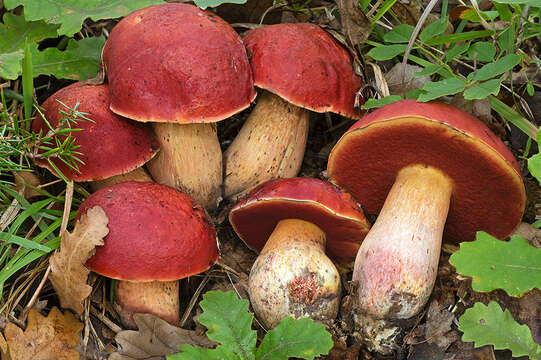 Image of Dupain's Bolete