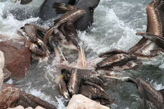 Image of Peruvian Pelican