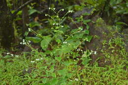 Image of Cynoglossum coelestinum Lindl.