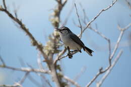 Image of White-lored Gnatcatcher