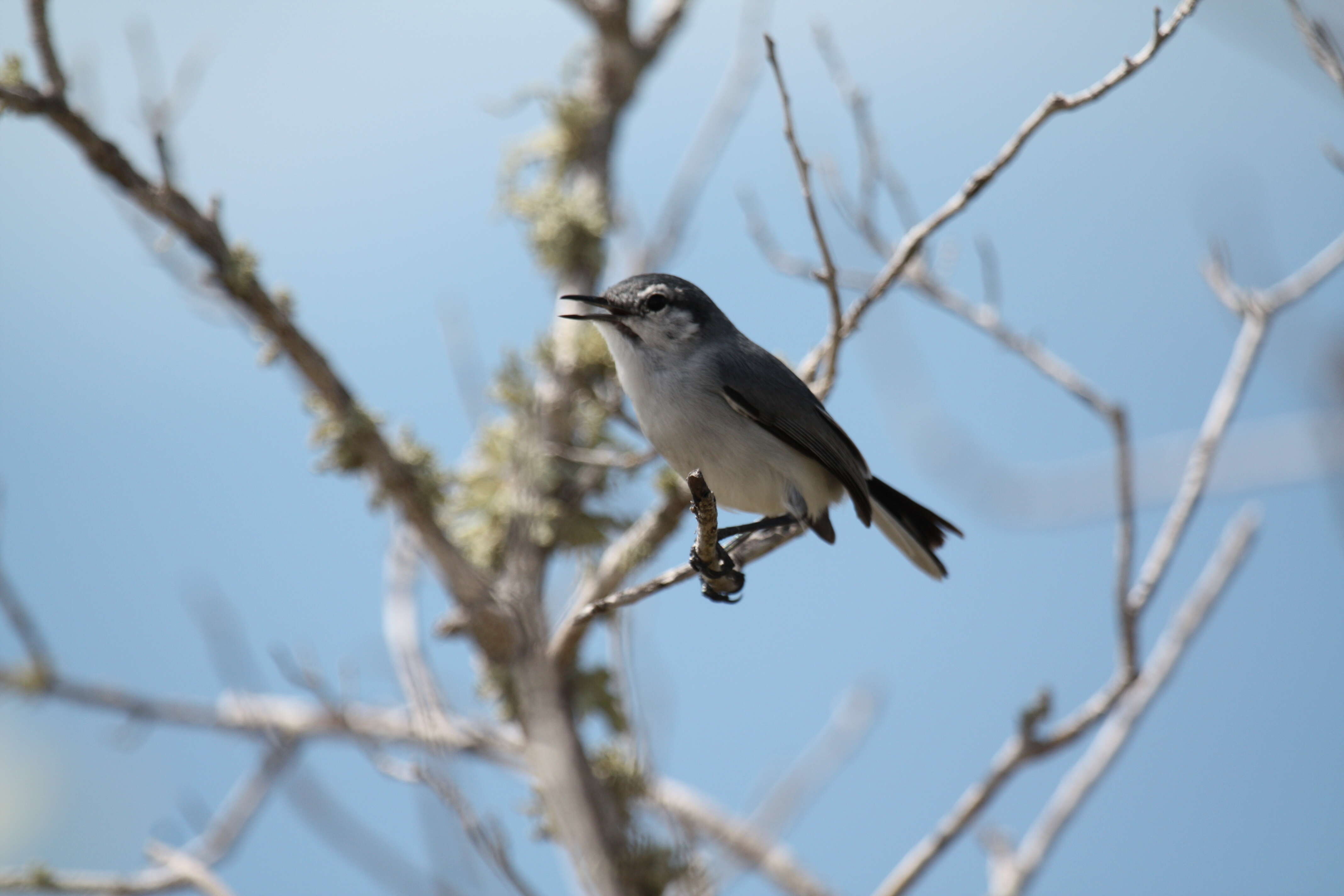 Image of White-lored Gnatcatcher