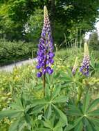 Image of big-leaved lupine