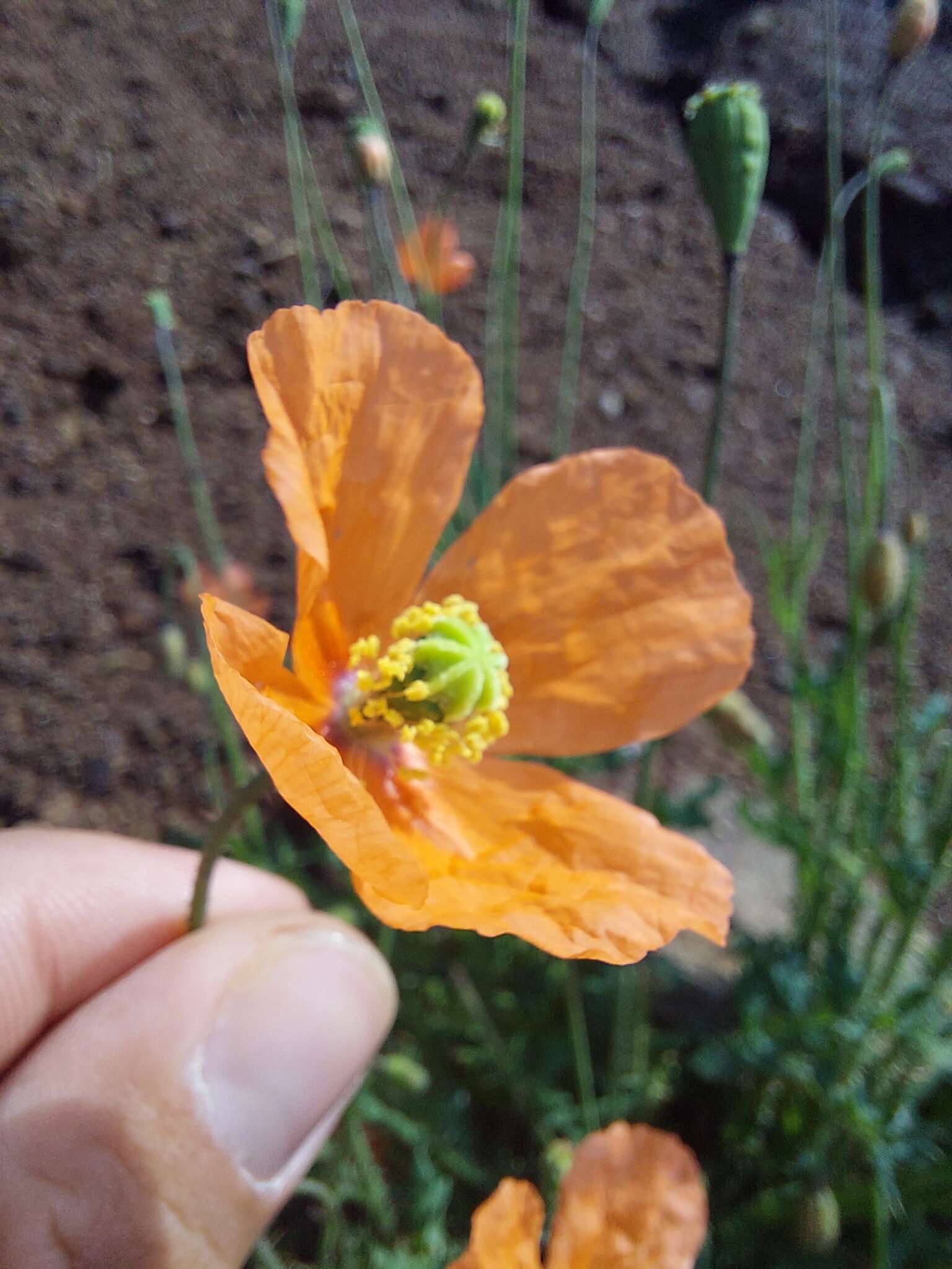 Image of Orange poppy