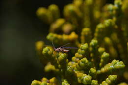 Imagem de Coelostomidia zealandica (Maskell 1880)