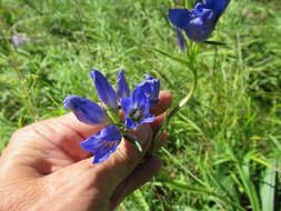 صورة Gentiana decumbens L. fil.