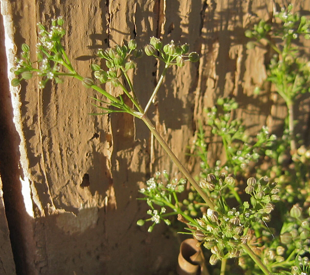 Image of Butler's sandparsley