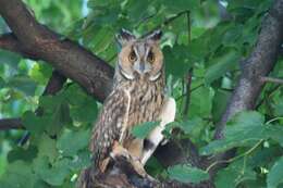 Image of Long-eared Owl