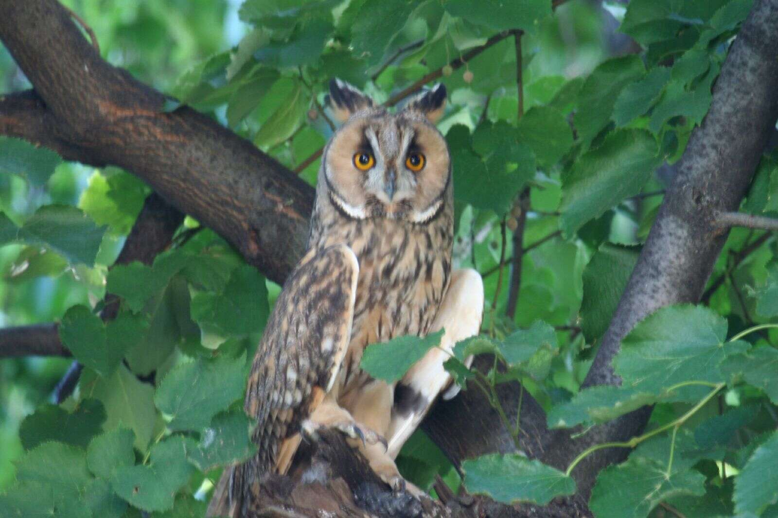 Image of Long-eared Owl