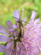 Image de Halictus tumulorum (Linnaeus 1758)