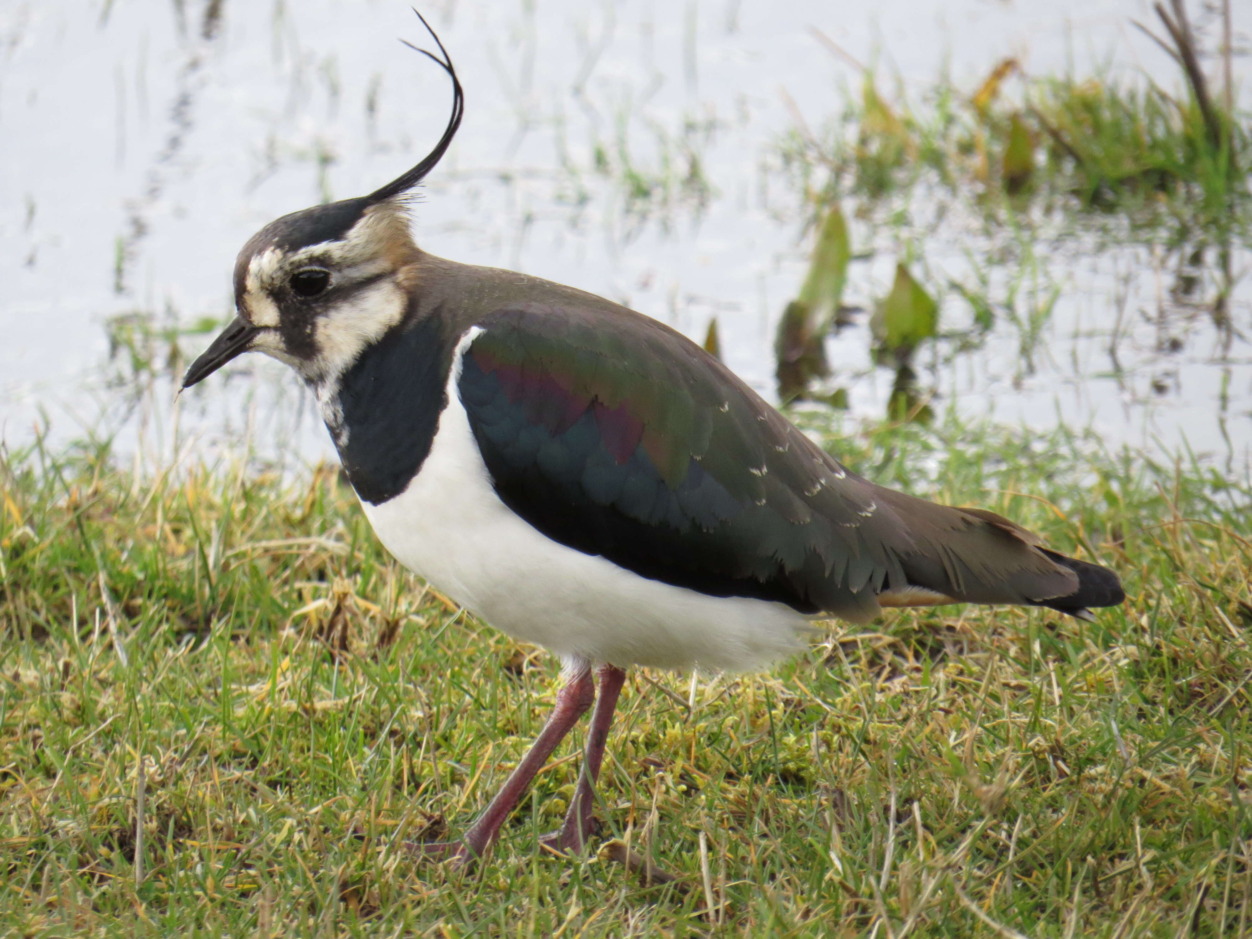 Image of Lapwing