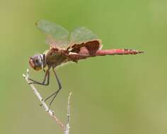 Image of Red Saddlebags