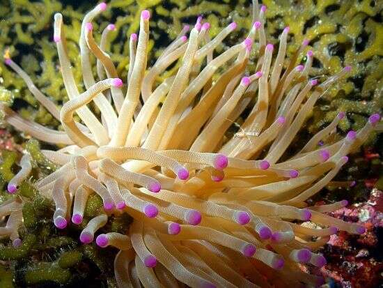 Image of Giant anemone