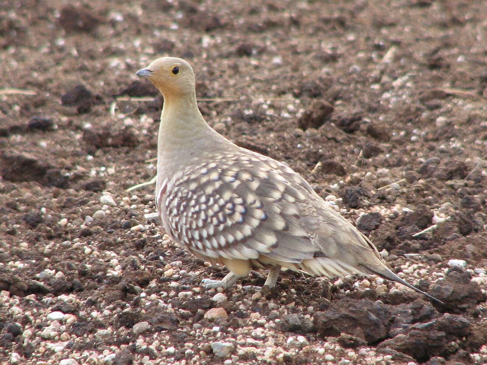 Image of Namaqua Sandgrouse