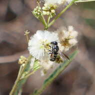 Image de Stelis perpulchra Crawford 1916