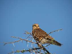 صورة Falco rupicoloides Smith & A 1829