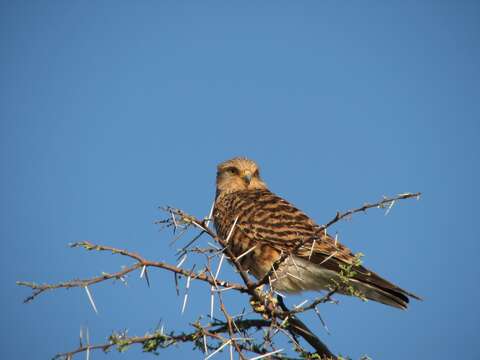 صورة Falco rupicoloides Smith & A 1829