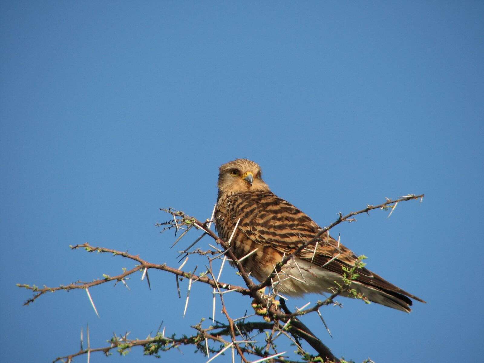 صورة Falco rupicoloides Smith & A 1829