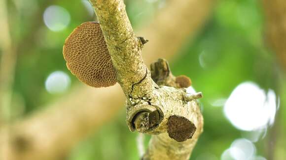 Image of Trametes apiaria (Pers.) Zmitr., Wasser & Ezhov 2012