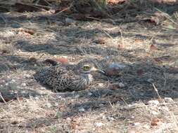 Image of Cape Thick-knee