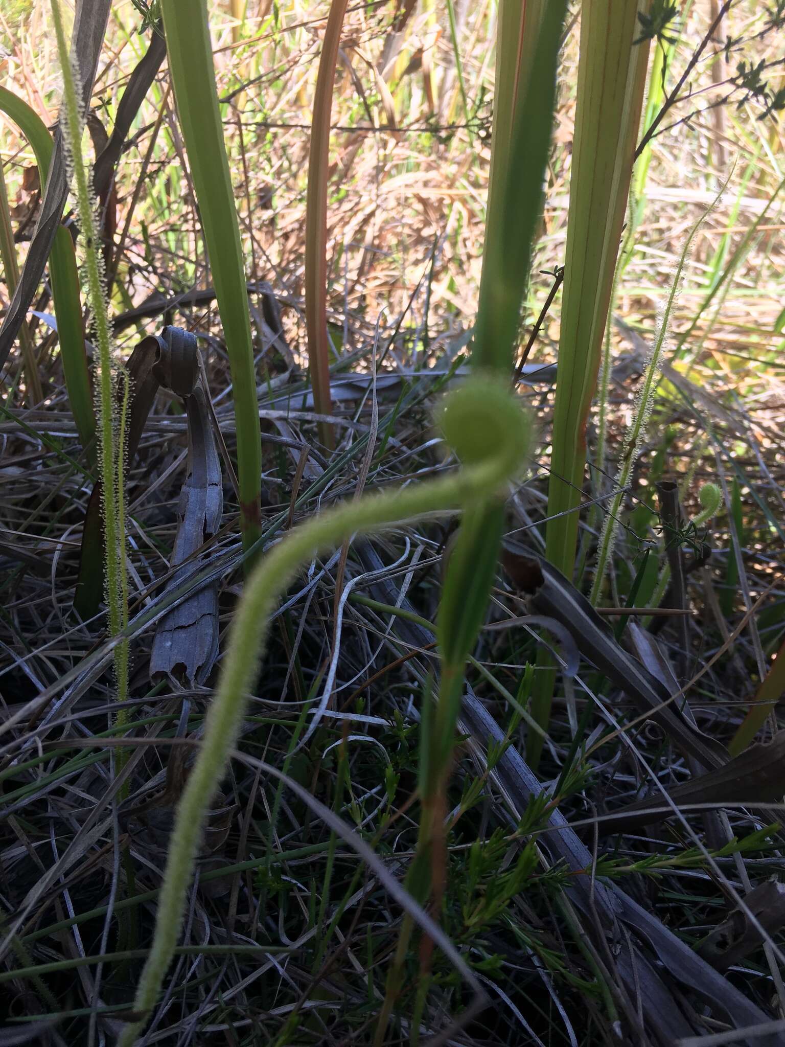 Drosera filiformis var. tracyi (Macf. ex Diels) Diels的圖片