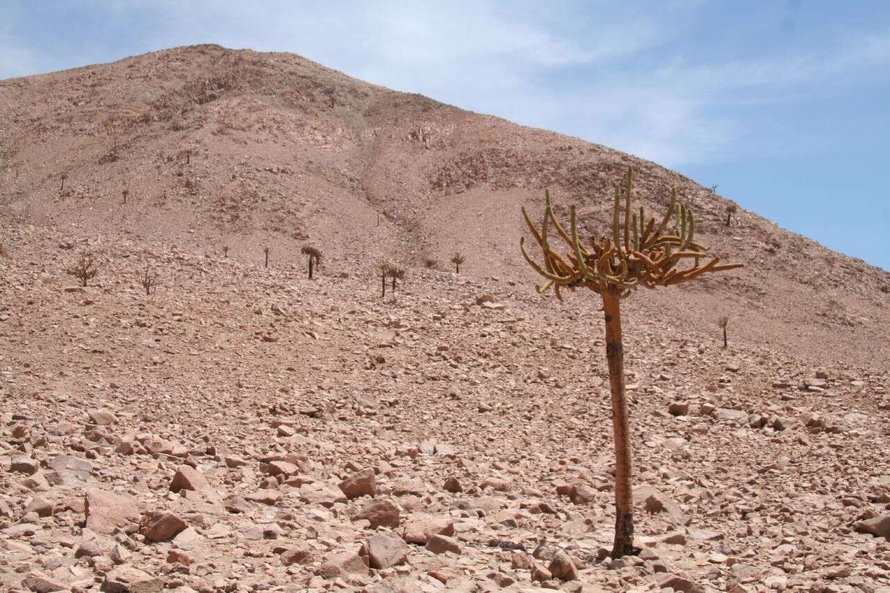 Image of Browningia candelaris (Meyen) Britton & Rose