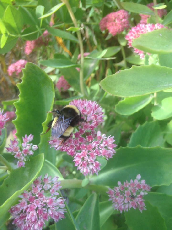 Image of Yellow-banded Bumblebee