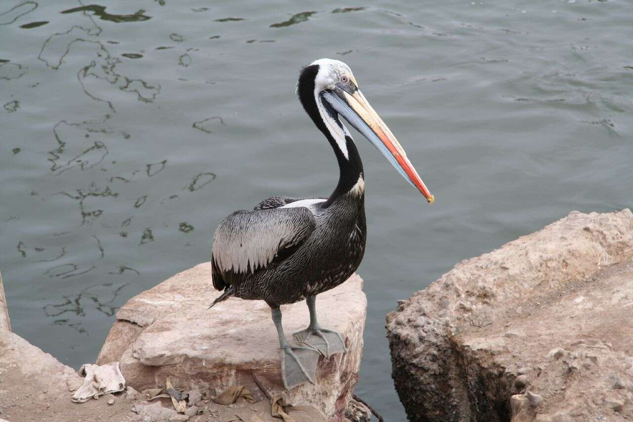 Image of Peruvian Pelican