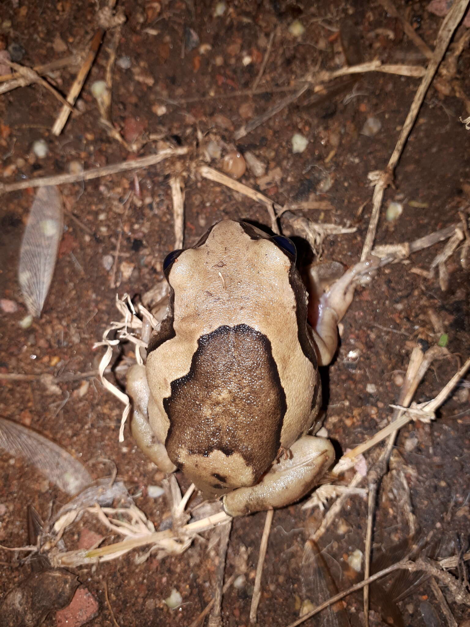 Image of Mozambique tree frog