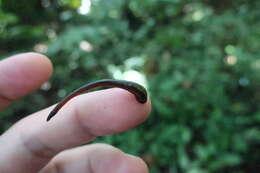 Image of Tiger Leech