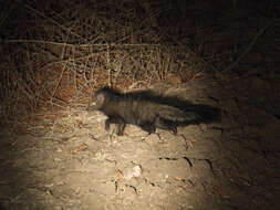 Image of Bushy-tailed Mongoose