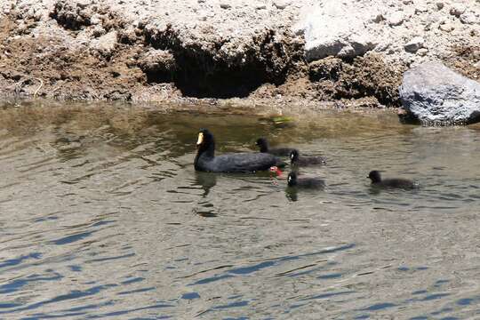 Image of Giant Coot