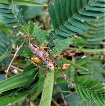 Слика од Melanoplus scudderi (Uhler 1864)