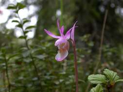 Image of calypso orchid