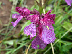 Image of Butterfly orchid