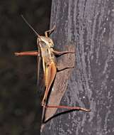 Image de Staurorhectus longicornis Giglio-Tos 1897