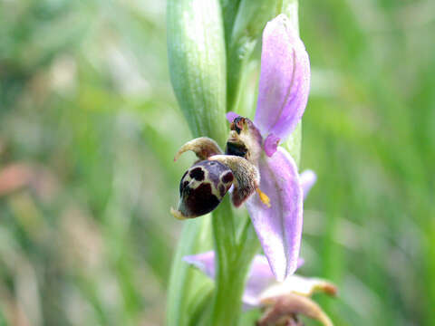 Image of Woodcock bee-orchid