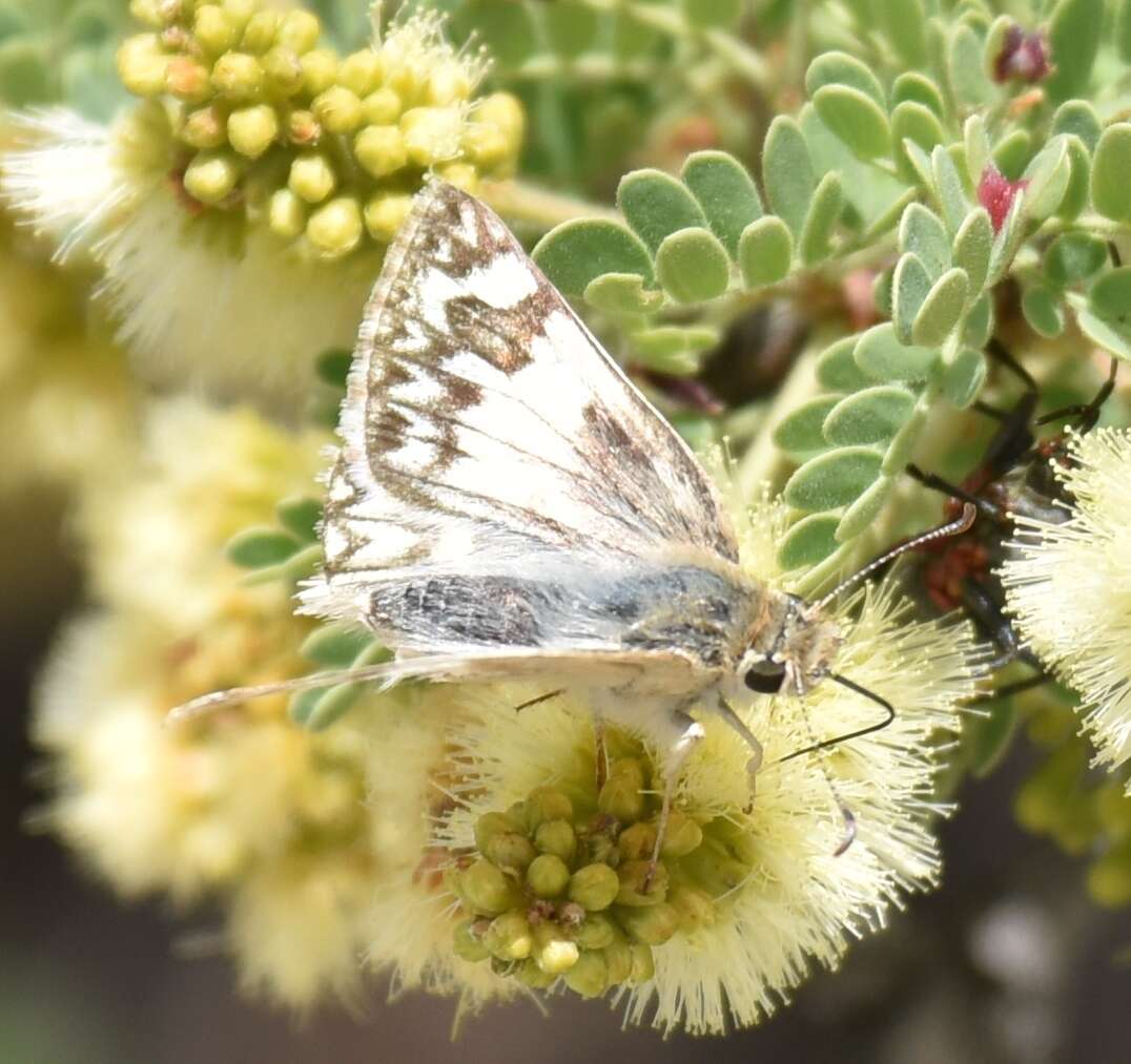 Sivun Heliopetes ericetorum Boisduval 1852 kuva