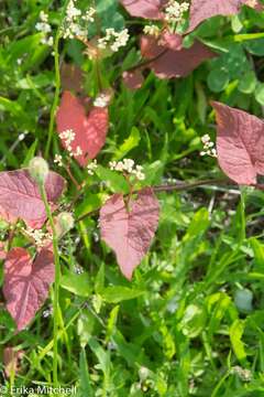 Image of madeira vine