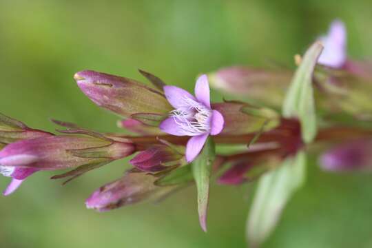 Image of autumn dwarf gentian