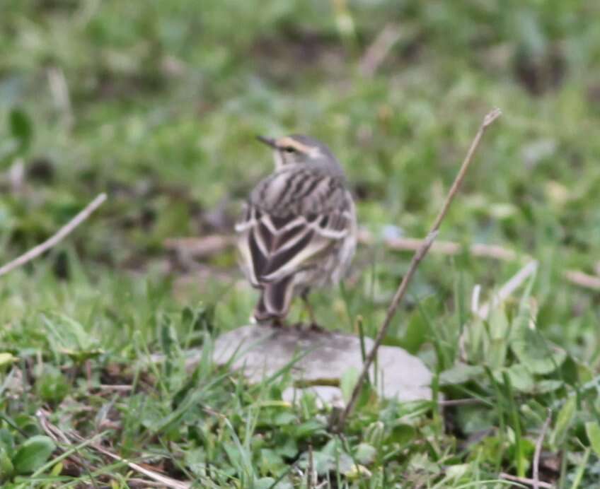 Image of Rosy Pipit