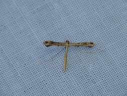 Image of Lantana plume moth