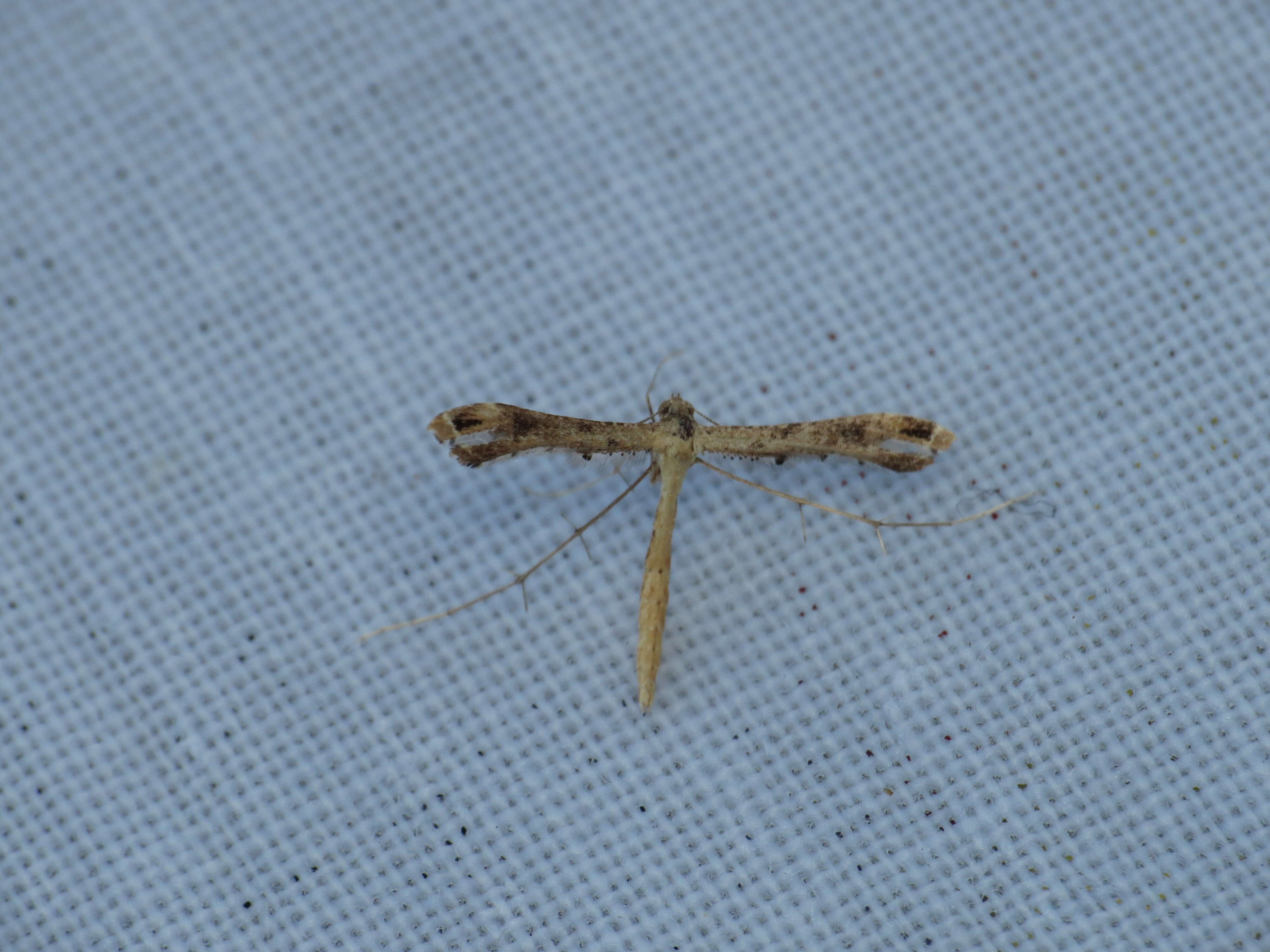 Image of Lantana plume moth