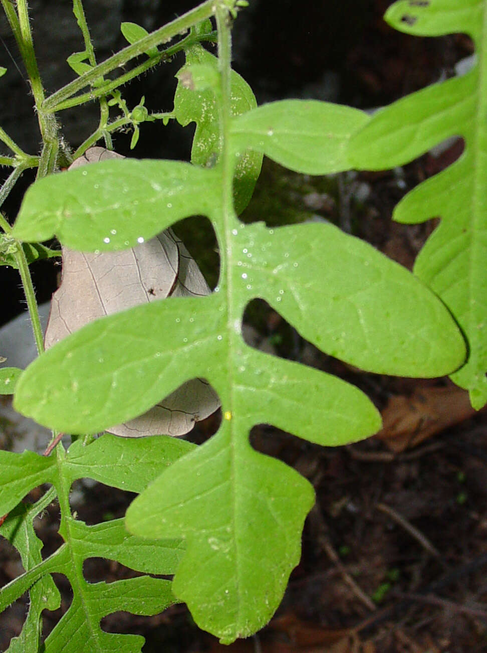 Plancia ëd Polymnia johnbeckii D. Estes