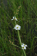 Imagem de Sagittaria trifolia L.