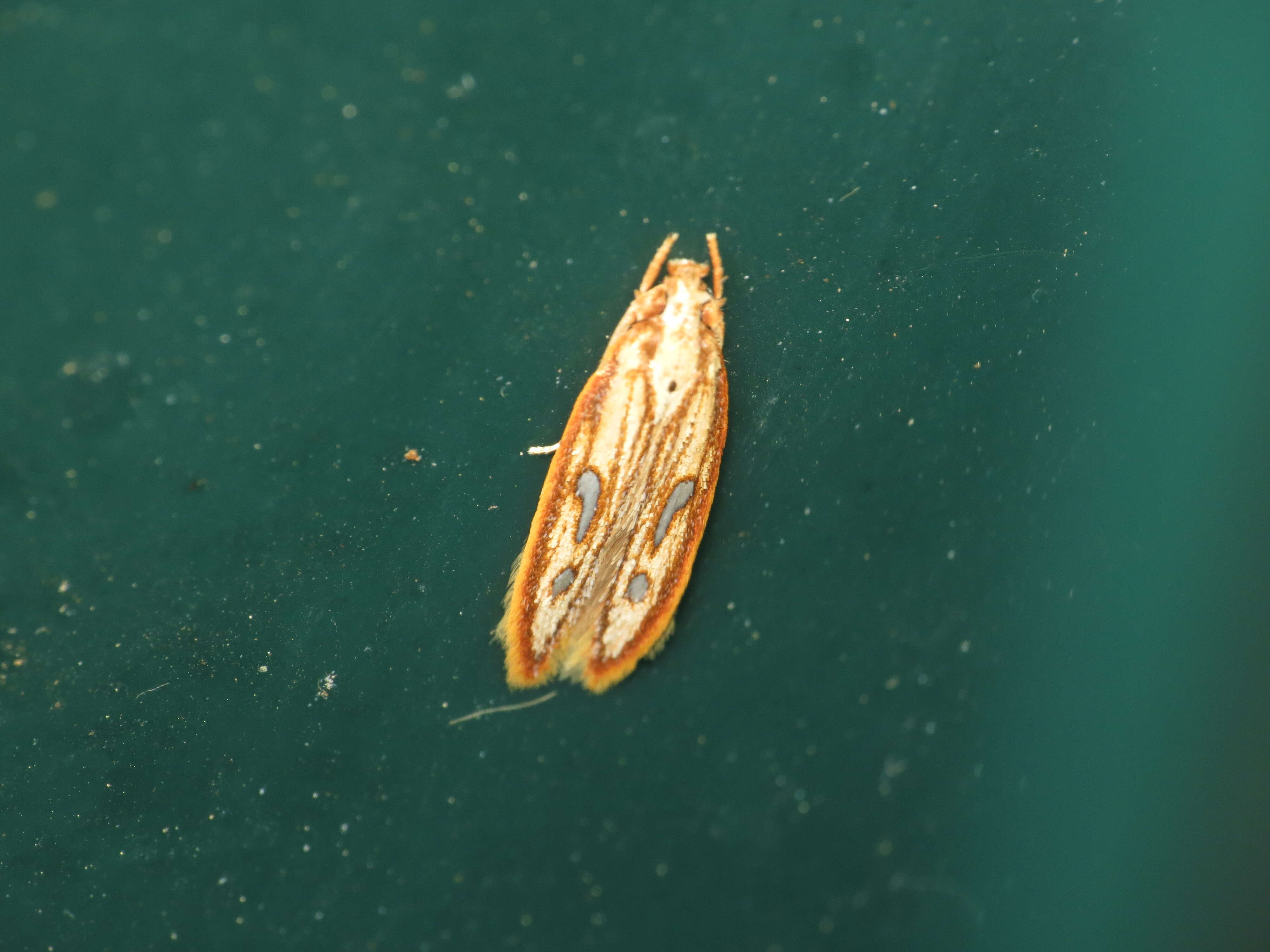 Image of Exclamation Moth