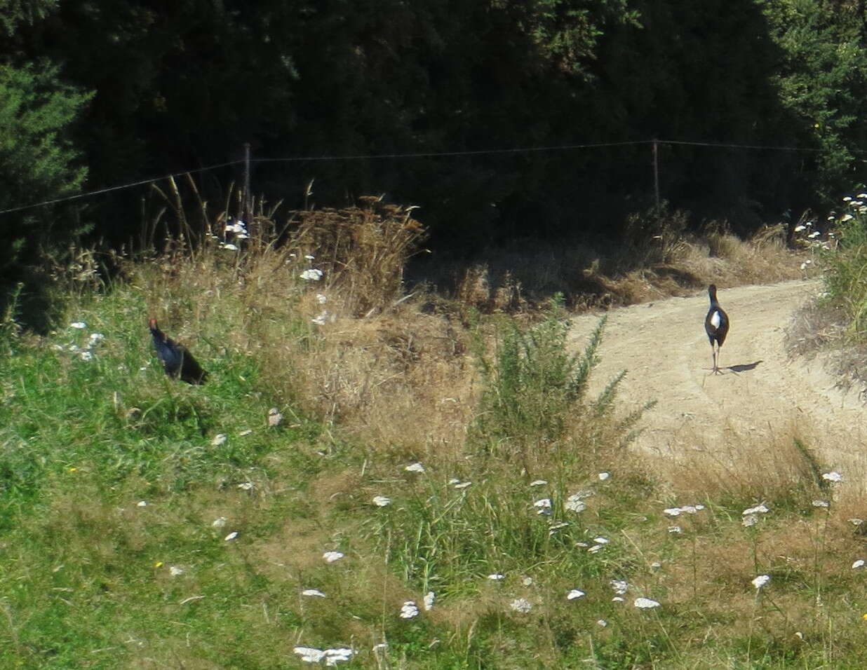 Image of Australasian Swamphen