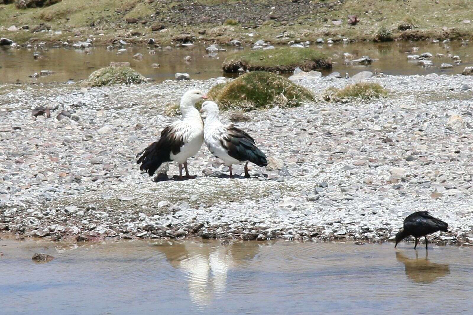 Image de Ibis de Ridgway