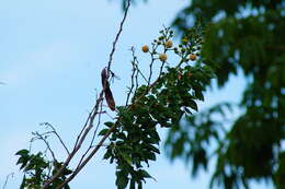 Plancia ëd Leucaena macrophylla Benth.