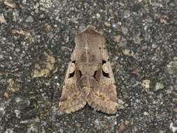 Orthosia gothica Linnaeus 1758 resmi