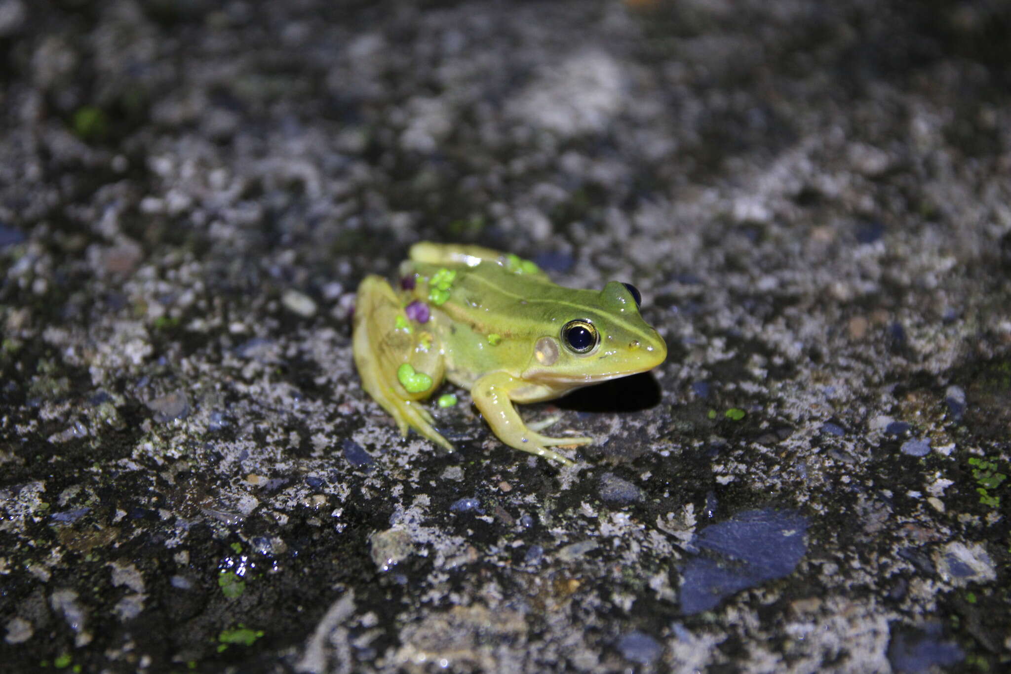 Image of Fukien Gold-striped Pond Frog